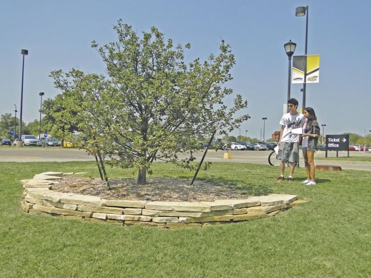 Freshmen Rekisha Pootoon and Tsunkit Man both read abou the history of the Olympic Oak Tree located in the southwest entrance of the Koch Arena whose roots come from the 1936 Berlin Olympic mother tree. More history can be found in the Special Collections exhibit in the basement of Ablah Library.
