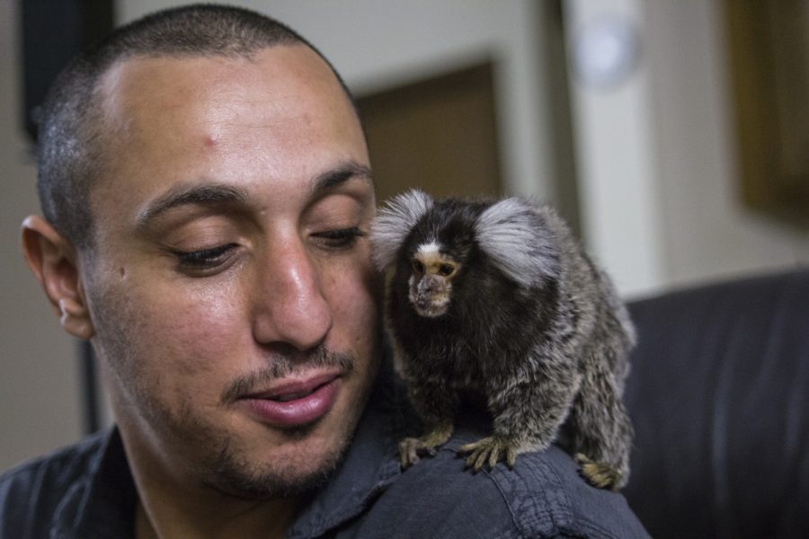 Beba the marmoset sits on her owner Muhamad Mansours shoulder in August. The Arabic verson of Bebas name means my love.