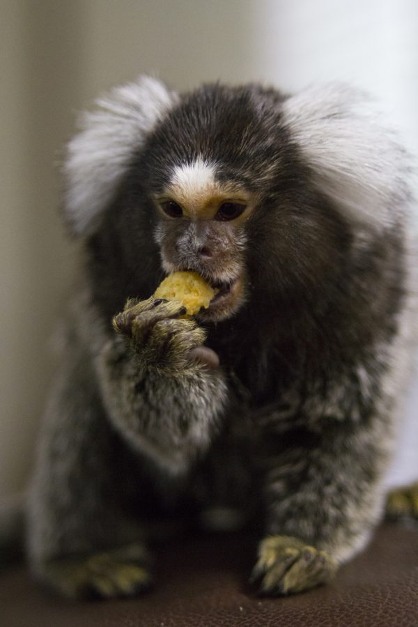 Beba the marmoset, 19-months-old at the time, nibbles on a snack while sitting on the back of the living room couch. Beba received free run of Mansours house.