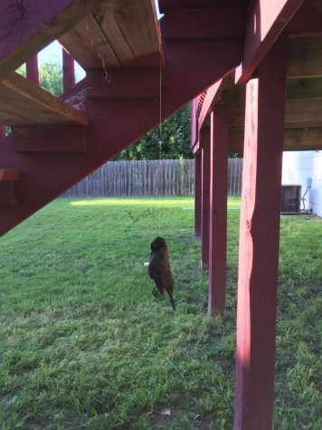 Bird found hung in Azad family’s yard