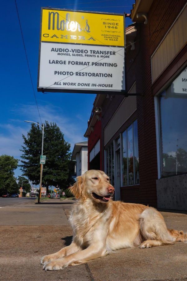 Dude the Dog has been the Molers Camera employee of the month for twelve straight months. Basking in the sun, Dude awaits the 5:00 p.m. rush of customers just getting off from work downtown.