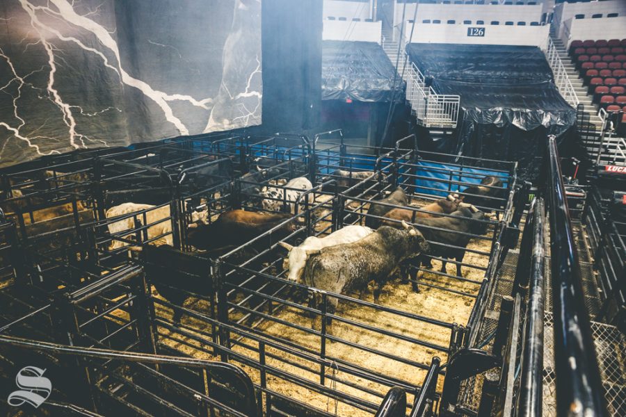 Bulls wait in their pen prior to the start of the PBR Pendleton Whisky Velocity Tour on April 13, 2019 at INTRUST Bank Arena. (Photo by Joseph Barringhaus/The Sunflower)