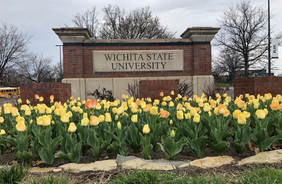 Tulips bloom by the WIchita State sign at the 17th Street entrance.