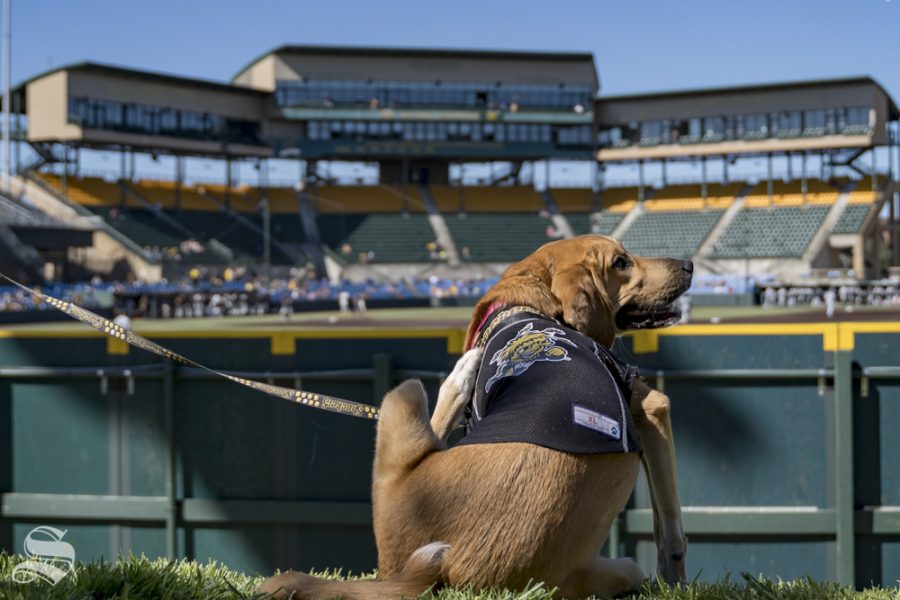 Bark in the Park returns to Eck Stadium on April 20, 2019. The Kansas Humane Society was on site with dogs available for adoption.