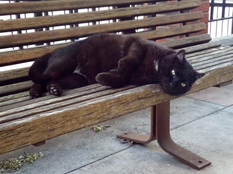 Meet Max, the campus stray with a loyal fanbase