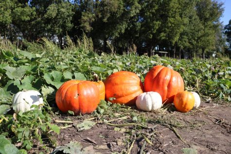 Walter’s Pumpkin Patch is located off of Highway 77 in Burns, Kansas.