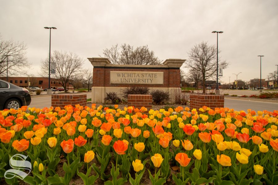 Tulips have bloomed at Wichita State.