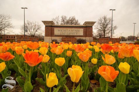 Wichita State University's main campus is known for its multicolored tulips, which bloom every spring. The university announced changes for the spring semester on Thursday.