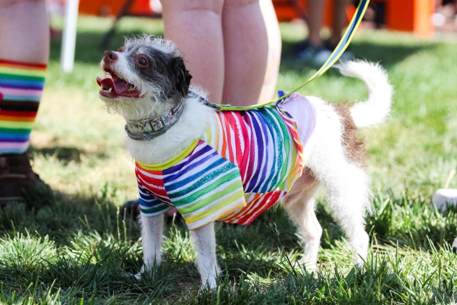 A dog wearing a rainbow shirt for the Wichita pride celebration Unity March and Family Picnic. The event was held on June 25, 2022.