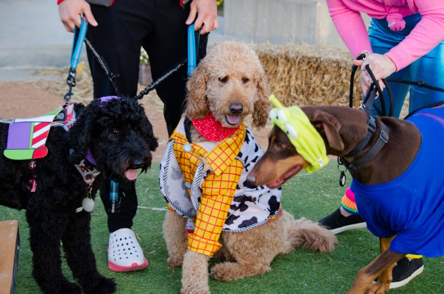 Brothers Zeke (left), Russ (middle), and Griffin (right) dressed up as Buzz Lightyear, Woody, and an Alien for Wag & Woofs costume contest. Last Wednesday, Chicken N Pickle partnered with the Kansas Humane Society to host the Howl-O-Ween costume contest.