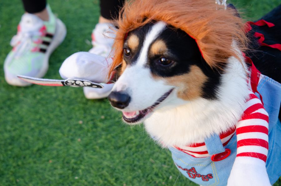 Hi, Im Chucky! Wanna Play? Asher the Corgi dressed as iconic horror doll for the Wag and Woof Howl-O-Ween costume contest Oct. 19.