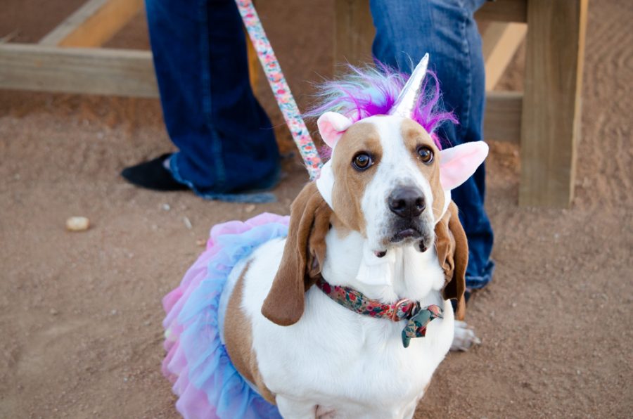 Betsy the basset hound is unsure about her magical costume. On Oct 19, Chicken N Pickle partnered with the Kansas Humane Society to host the Howl-O-Ween Costume Contest and raise funds for the KHS.