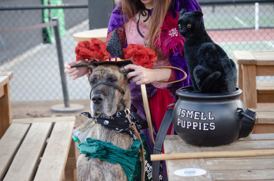 Zuzu sits patiently as she gets prepared for the costume contest. On Oct 19, Zuzu donned a Winnifred Sanders constume from Hocus Pocus, while her accompanying humans were the other sisters Mary and Sarah.