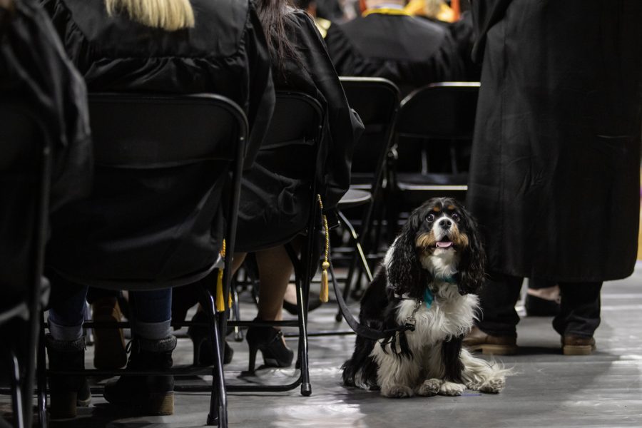 A graduates dog sits during the Fall 2022 Commencement ceremony on Dec. 18.