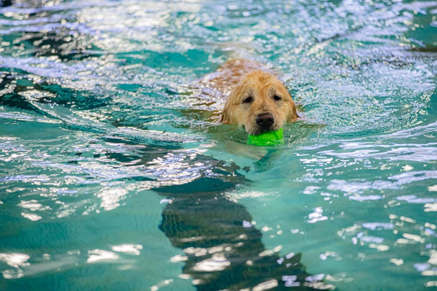 After taking his time to get used to the water, Denver swims to his brother to give him a ball on Dec. 10 at the Heskett Center.