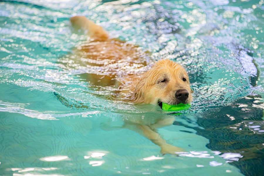 After taking his time to get used to the water, Denver swims to his brother to give him a ball on Dec. 10 at the Heskett Center.