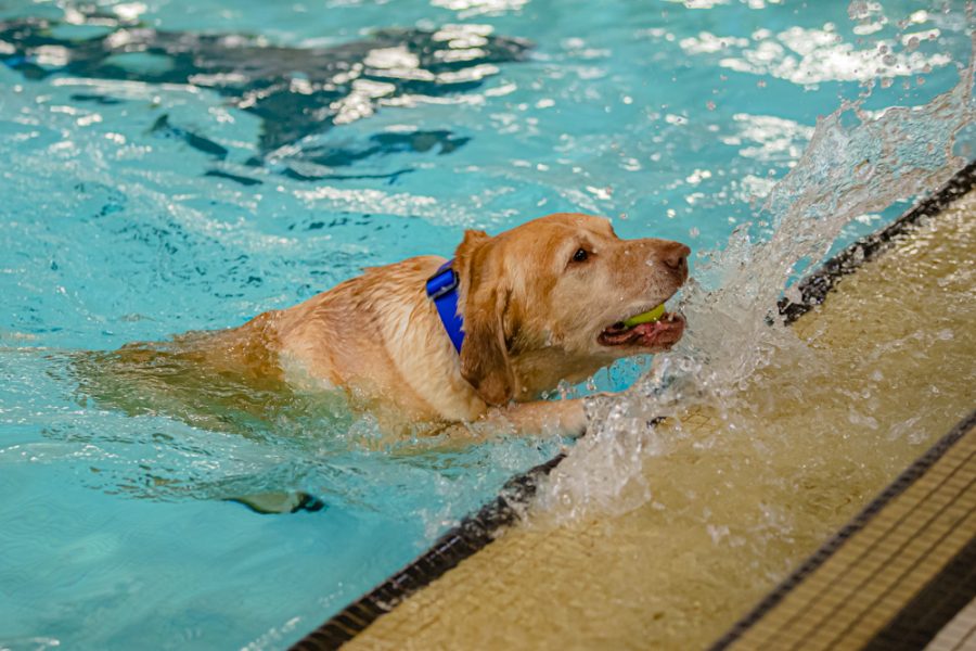 Chester splashes to the side of the pool to give his owner back a thrown tennis ball. Chester patiently waited in the pool for his owner to throw the ball a second time on Dec. 10 at the Heskett Center.