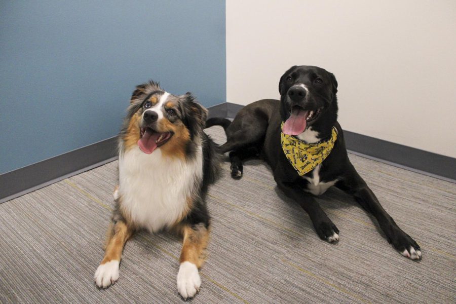 Cumin and Rex, therapy dogs in the WISE Clinc, sit for a photo.