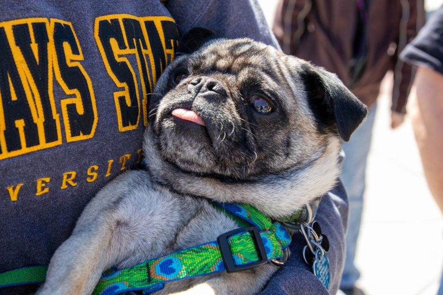 Student Activities Council hosts Pet-A-Pug to help students destress from finals. Wichita Pug Rescue set up outside of the Rhatigan student Center on May 2 from 11:00 A.M. to 1:00 P.M. with the furry friends and fruit pops.