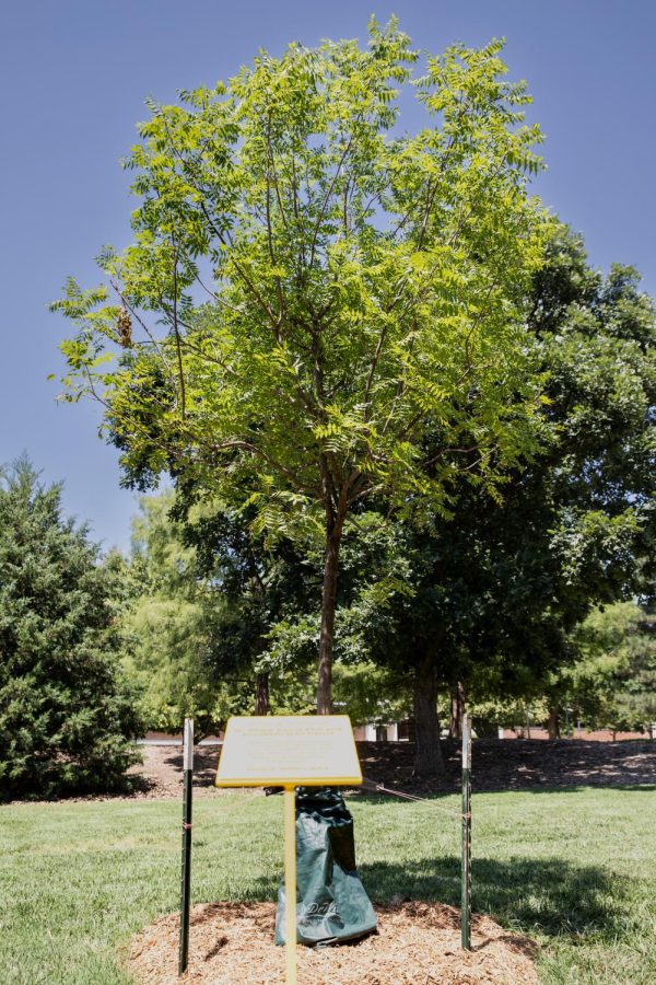 A tree in the Elliott School courtyard dedicated to Philip and Elizabeth Jean Gaunt. 