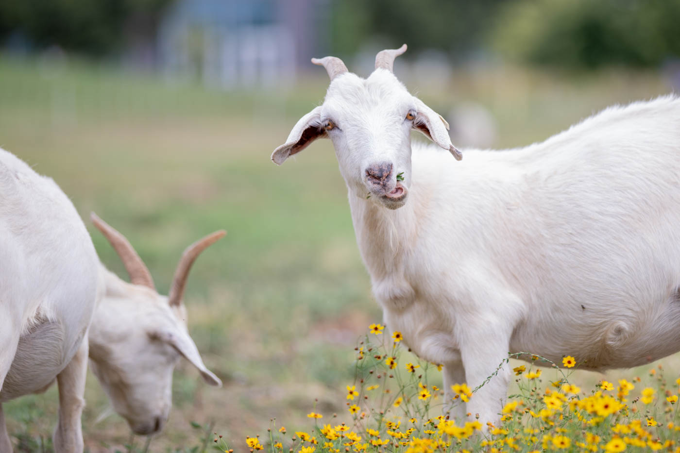 A goat chews grass from one of the lots by the innovation campus on Sept. 14. There was a total of 140 goats on campus.