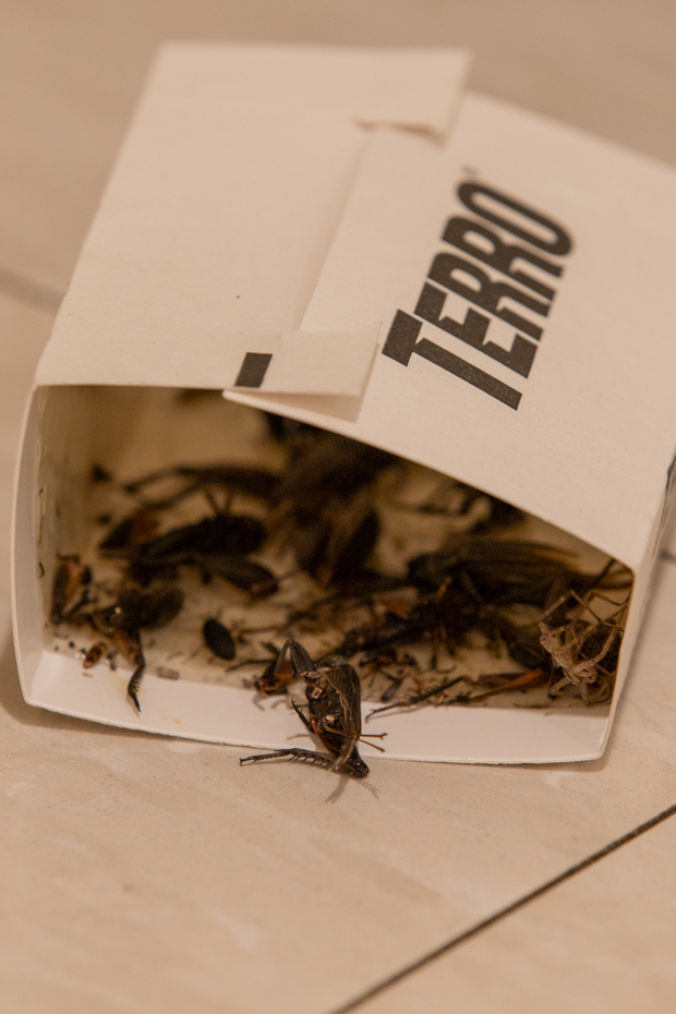 Cockroaches and other bugs in a trap on the floor of the basement of Elliott Hall on Sept. 6.