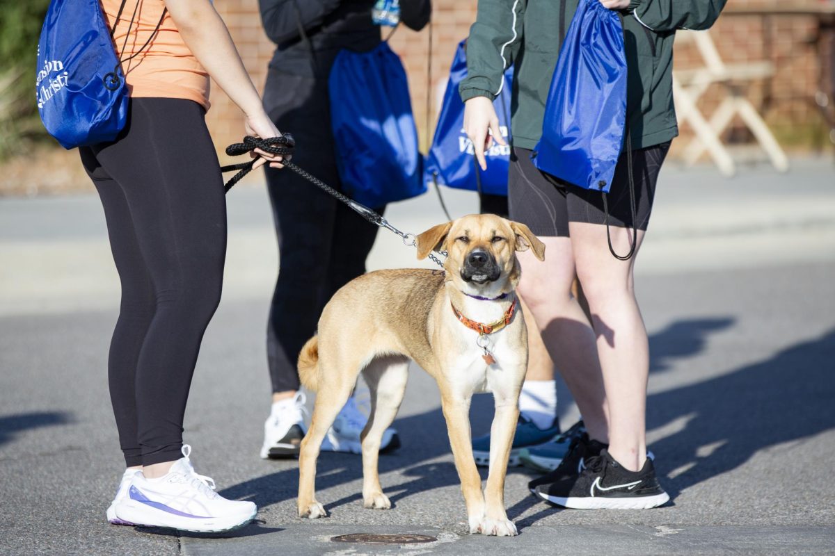 Esra Qakis dog stands in the sun before the start of the Suspenders4Hope 5k on Sept. 30.