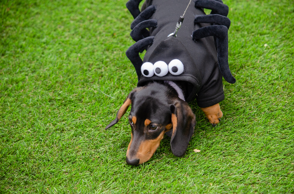 Jasper, a five-month-old dachschund, joined in the costume contest festivities.