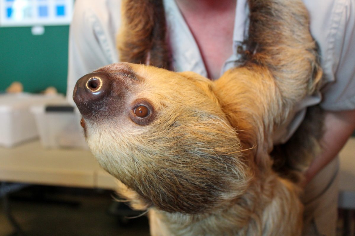 Chewbacca (Chewy) the sloth hangs upside down from Stacey at GROW Giesen Plant Shop on Nov. 5. Sloths spend most of their time hanging upside down in the wild.