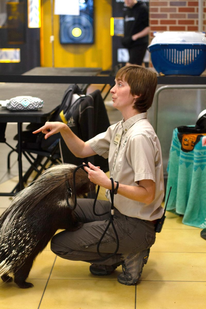 Quilliam the porcupine searches for treats as Taylor Craig tells a group of students facts about African Crested Porcupines. Quilliam was born and raised at Tanganyika, and has been an animal embassador for 8 years.