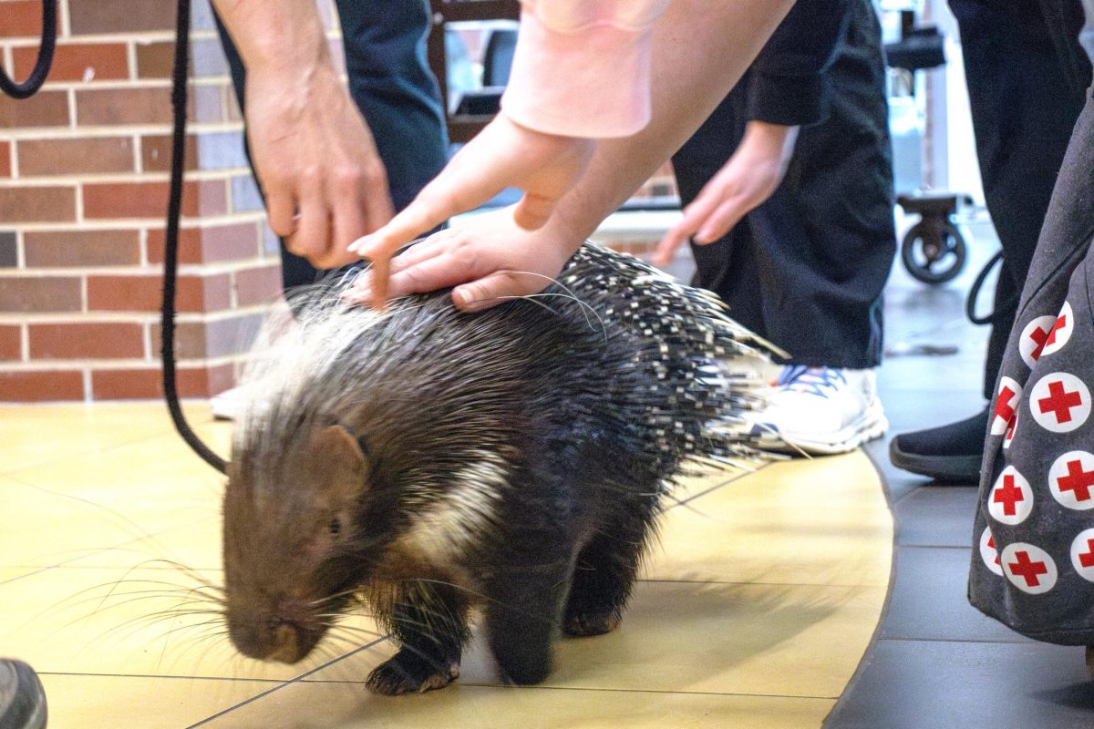 Taylor Craig directs Quilliam the African Crested Porcupine to do tricks for a Group of WSU students enticing him with bits of sweet potato.