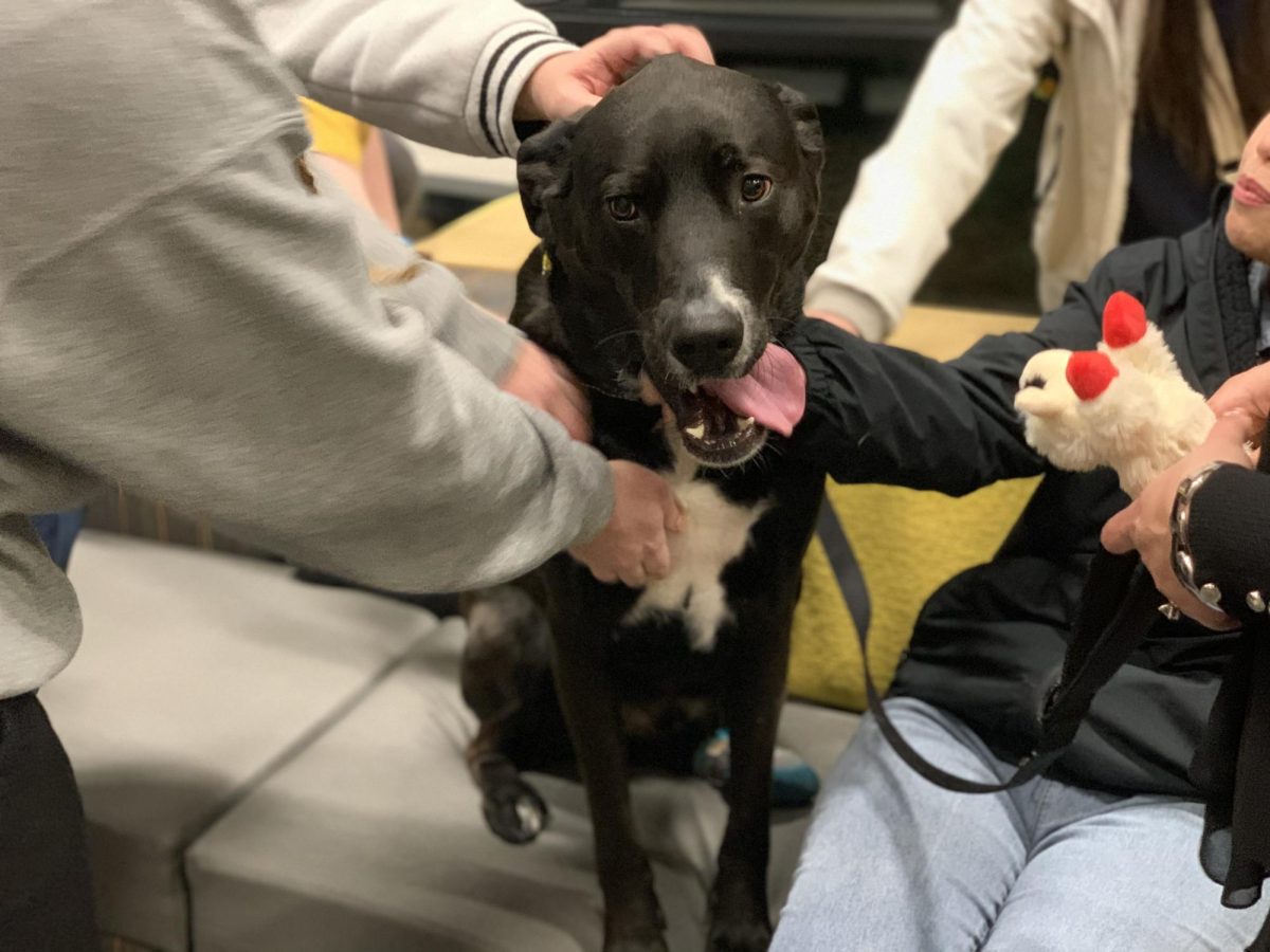 Students pet Rex the Labrador-Retriever mix at Procrastination Prevention Night on March 27. The event was sponsored by the Shocker Learning Center and University Libraries.