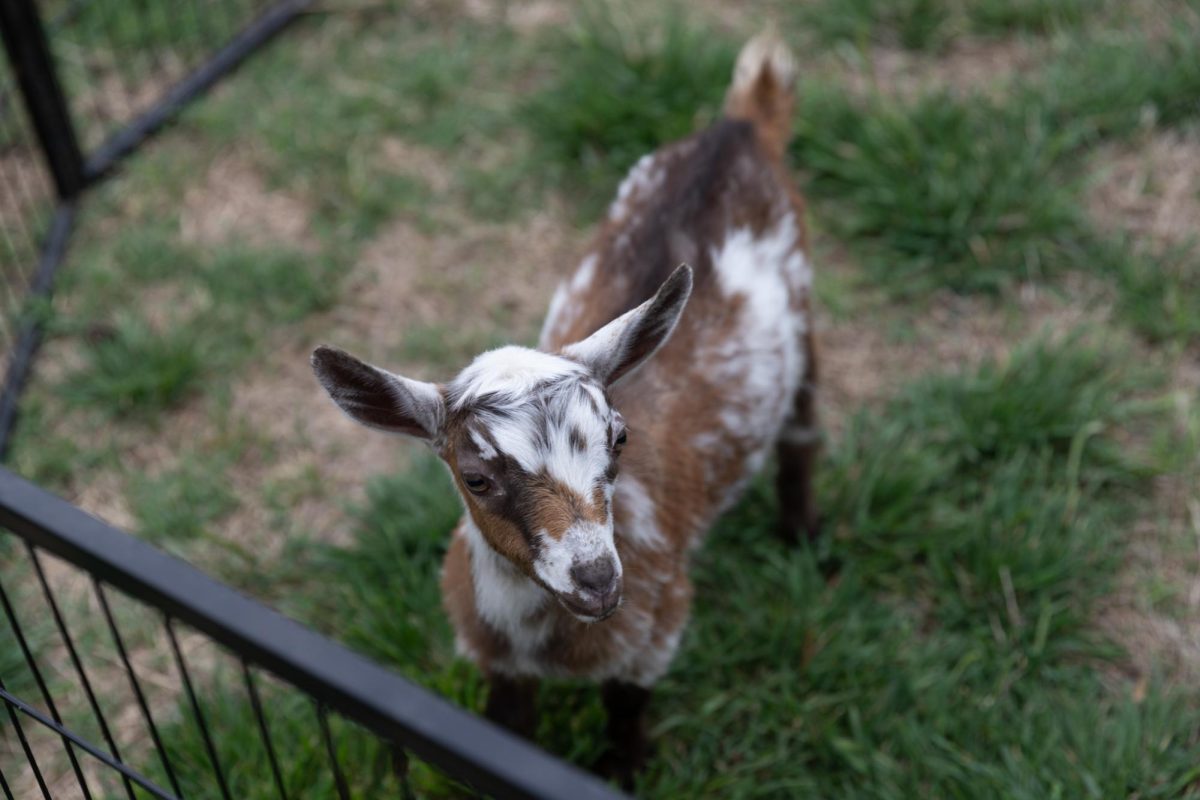 A goat is stationed at the petting zoo available for community members at the event celebrating Cinco De Mayo and the unveiling of the Duerksen amphitheater mural on May 3. The event featured various food trucks, a petting zoo, an inflatable obstacle course and Mariachi and Folklorico performances.