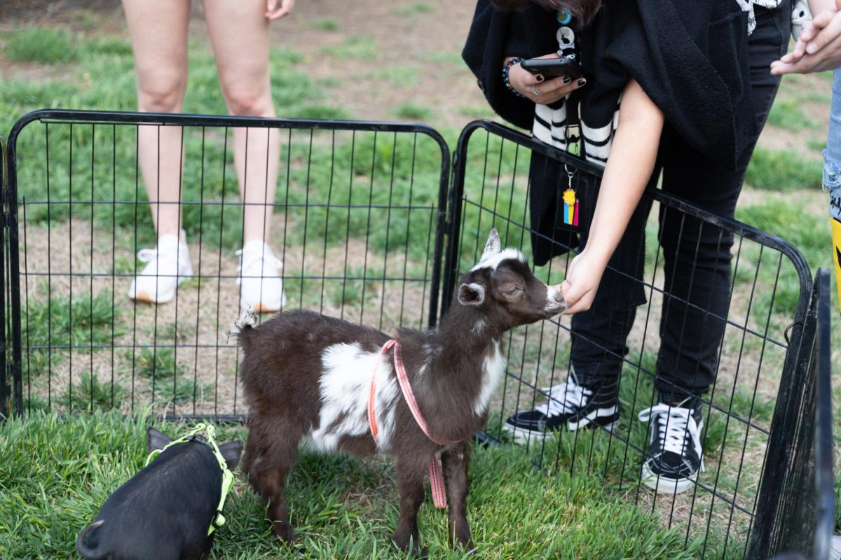 A student pets a goat at the Duerksen Fine Arts Center mural unveiling on May 3. In addition to commemorating the mural, the event featured various food trucks, a petting zoo, an inflatable obstacle course and Mariachi and Folklorico performances.