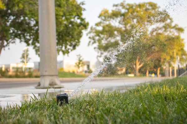 Grass being watered by a sprinkler across from Woolsey Hall. Due to the drought, campus is limited to how often it can water its outdoor areas.