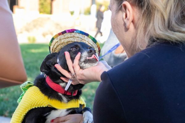 Chelsah Penick pets Snoopy the therapy dog at the PAWS & Relax event hosted by TRIO and Love on a Leash on Oct. 31. Penick and her friend, Crissy Magee, both work in WSU's Office of Civil Rights, Title IX & ADA Compliance and were passing by when they saw the event and decided to stop by.