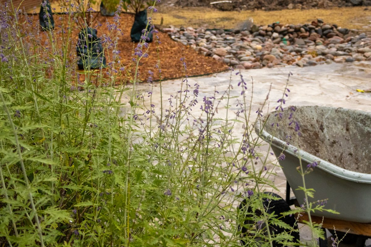 On Nov. 4 the muddied worksite of the Green Group Community Garden currently features the first plants and rock being laid by the existing flower beds maintained by WSU Landscaping.