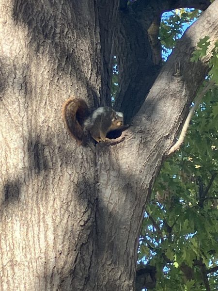 A squirrel found on Wichita State's campus with unique piebald coloring sits in a tree. Professor James Beck and graduate student Jessica Baughman, who discovered the squirrel, nicknamed it Snowball. (Photo courtesy of James Beck.)