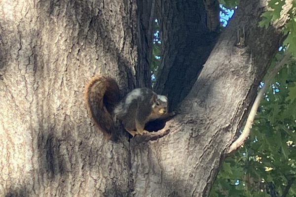 A squirrel found on Wichita State's campus with unique piebald coloring sits in a tree. Associate professor James Beck and graduate student Jessica Baughman, who discovered the squirrel, nicknamed it Snowball. (Photo courtesy of James Beck.)