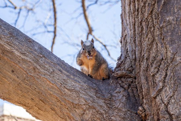 Snowball the piebald squirrel holds an acorn in his mouth outside of Hubbard Hall. Piebaldism occurs when there is a lack of pigment in certain areas of fur, resulting in white or lighter colors.