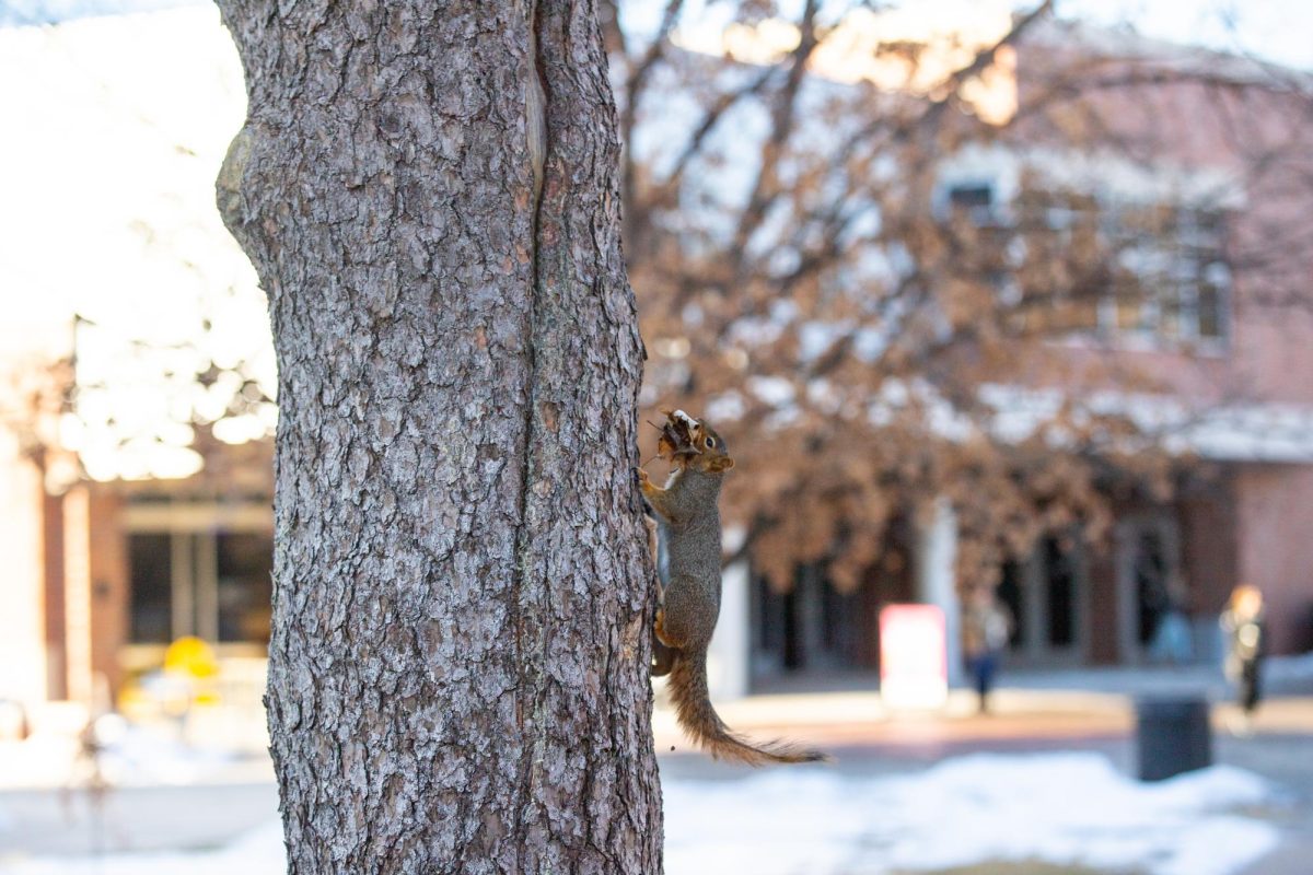 A squirrel carries dead leaves in its mouth as students trickle in and out of the Rhatigan Student Center on Wednesday, Jan. 22.