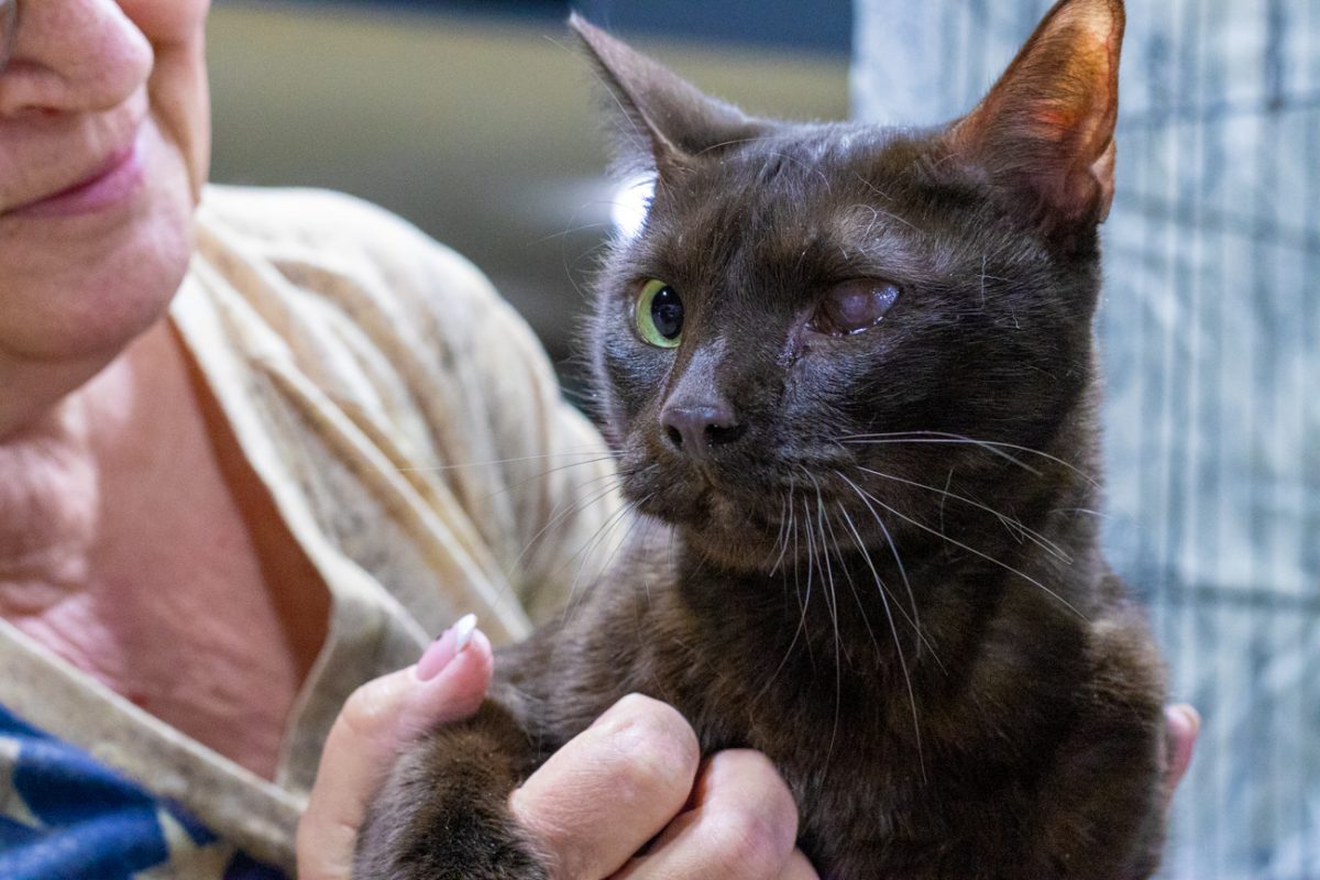 One-eyed Jack, being held by his owner at the 2025 Annual Cat Fancier's Association Cat Show on Feb. 1.