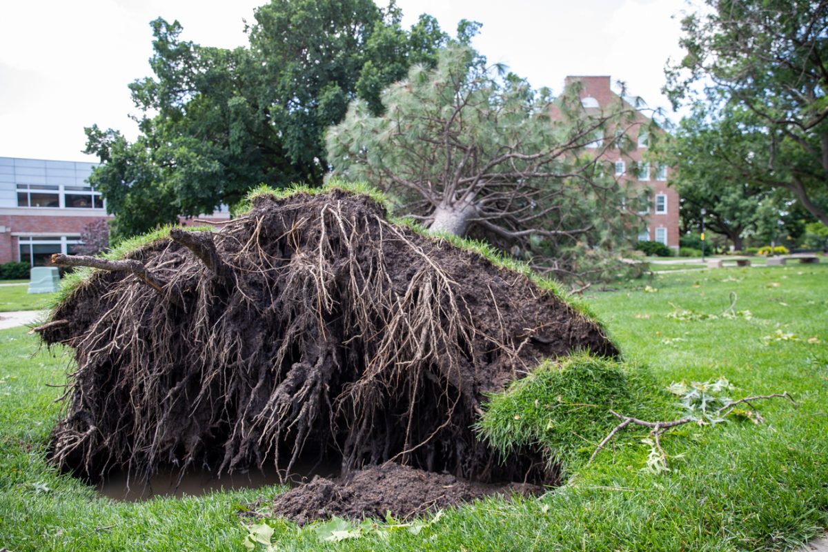 An uprooted tree sits on the ground near Morrison Hall. 
