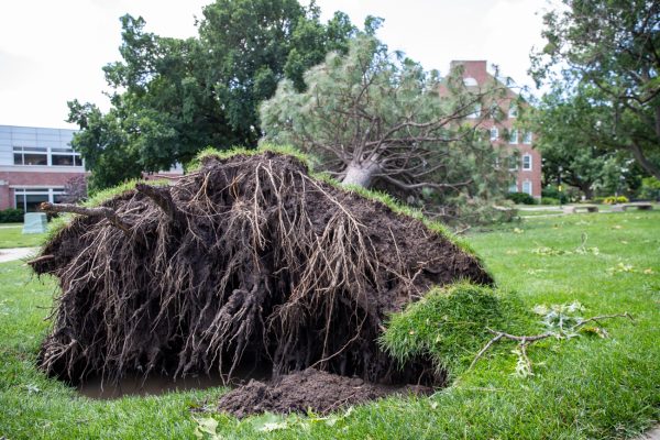 An uprooted tree sits on the ground near Morrison Hall. 