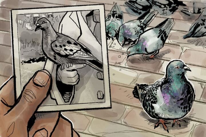 (Illustration)