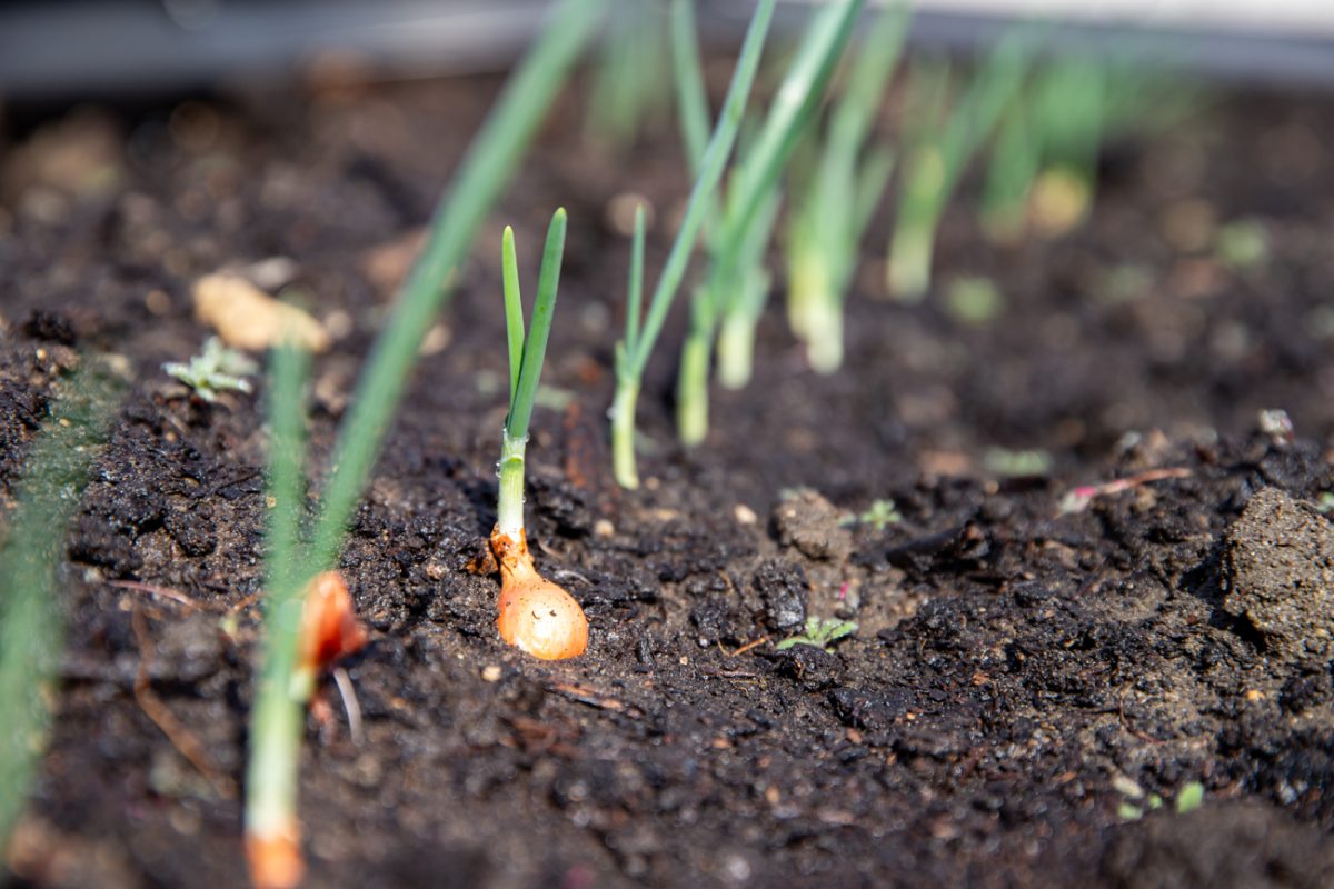 An onion bulb thrives despite breaching the soil's surface. Various materials are mixed in the soil including leaves, mulch and pine cones for optimal nutrients (File photo). 